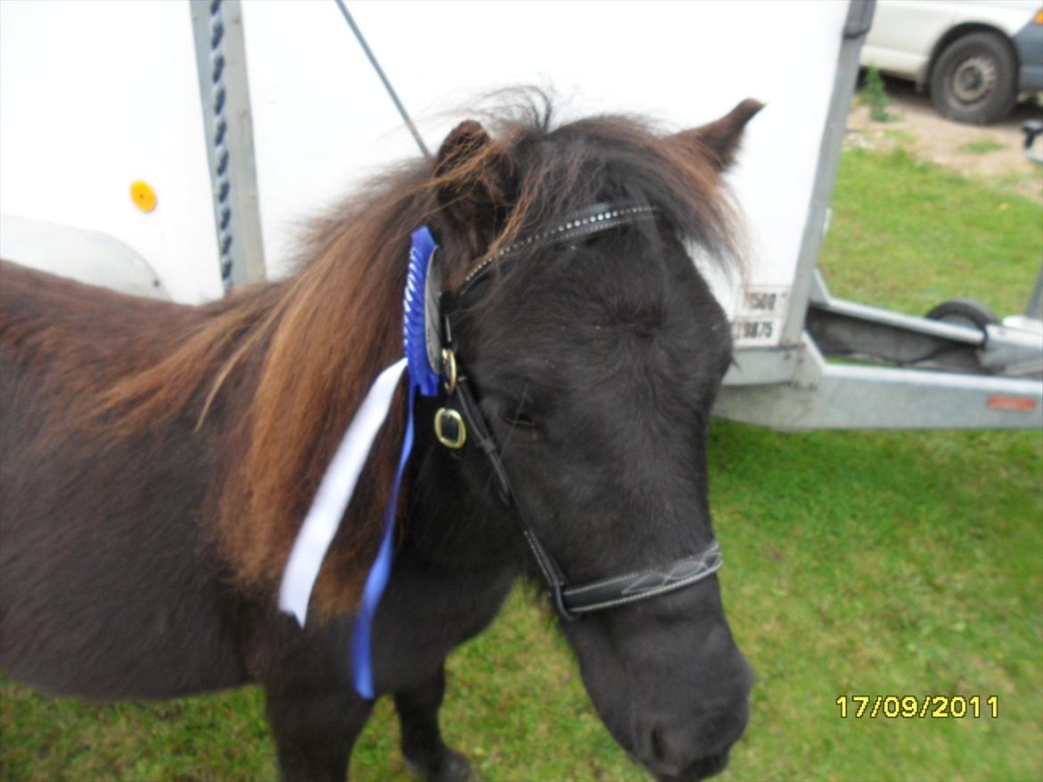 Shetlænder Ringemarkens Duchess billede 18