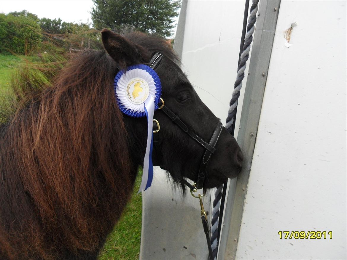 Shetlænder Ringemarkens Duchess billede 19