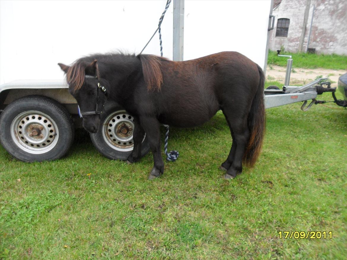 Shetlænder Ringemarkens Duchess billede 20