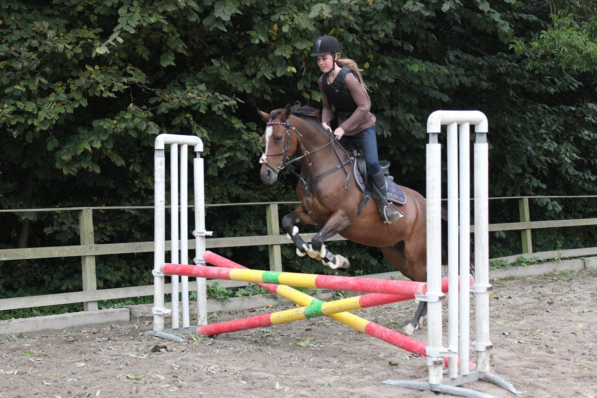 Welsh Pony af Cob-type (sec C) Daisy - Springundervisning 17/9 2011 - Foto: Sofie Olsen billede 20