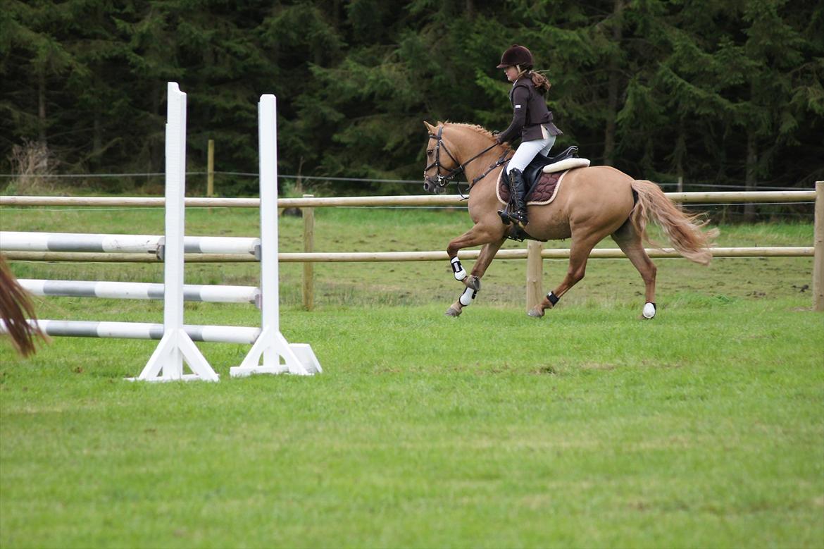 Anden særlig race Idefix billede 5