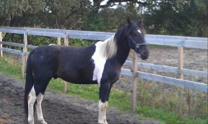 Pinto ludvig billede 8