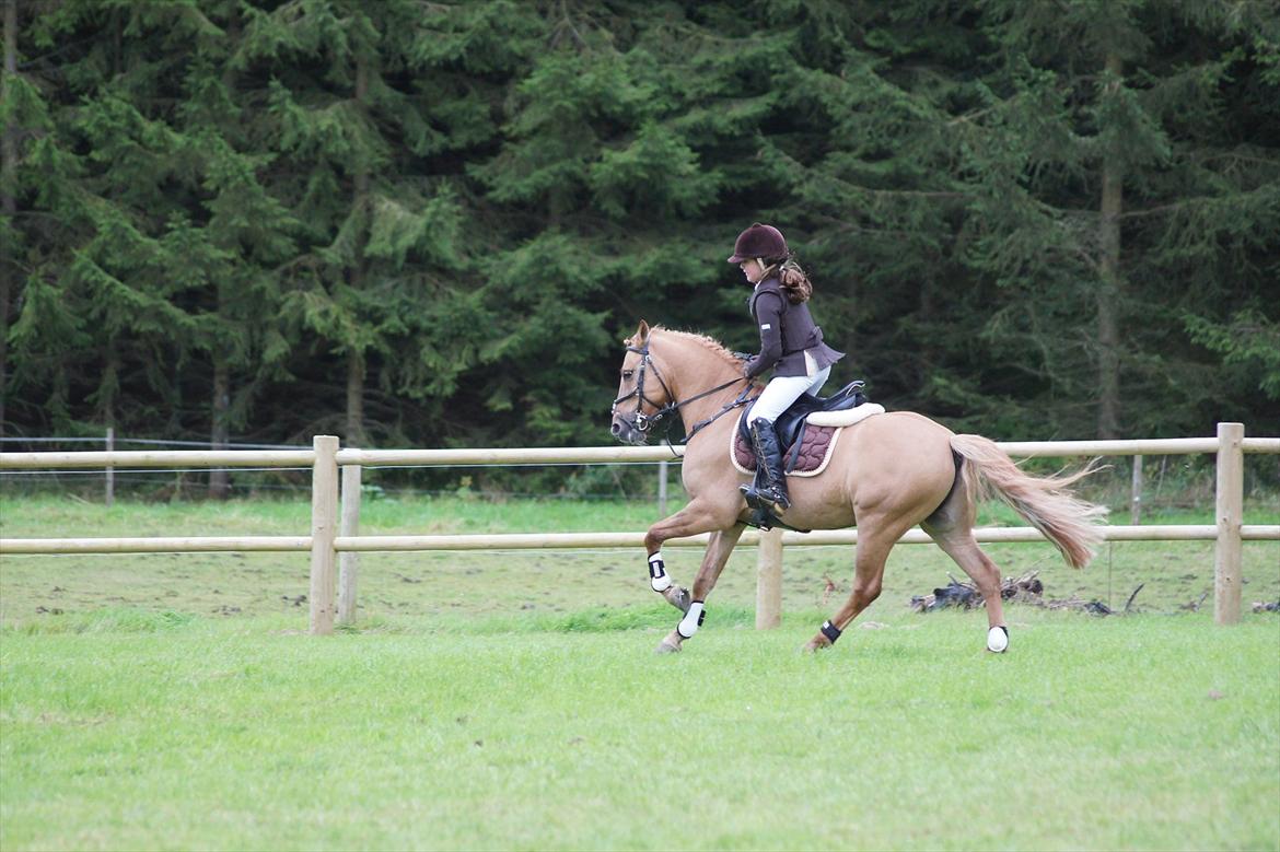 Anden særlig race Idefix billede 6