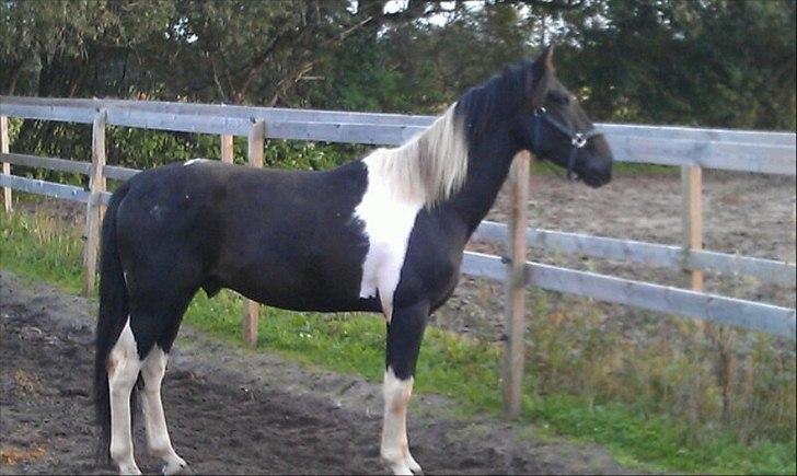 Pinto ludvig billede 9