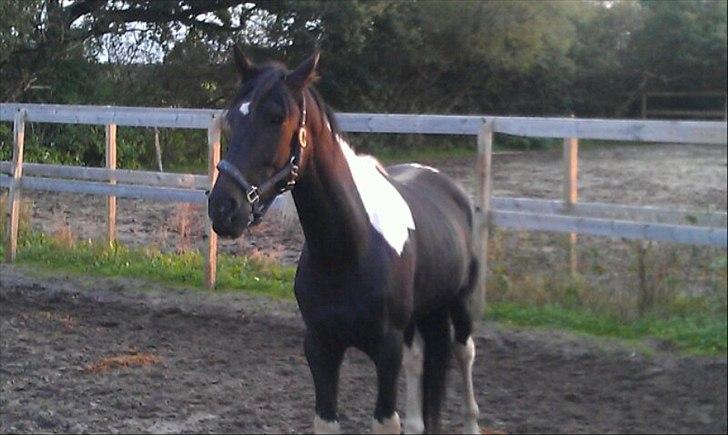 Pinto ludvig billede 10