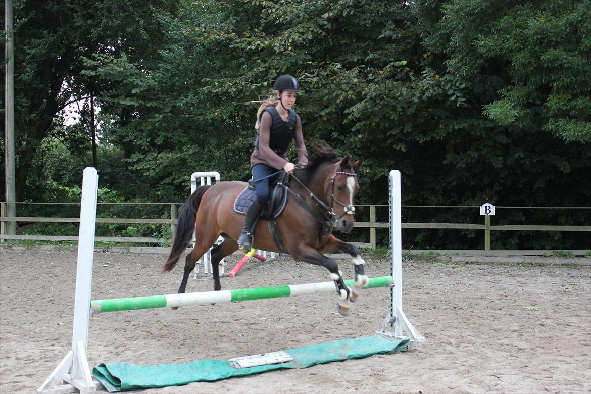 Welsh Pony af Cob-type (sec C) Daisy - Springundervisning 17/9 2011, anden gang jeg springer på hende - Foto: Sofie Olsen  billede 11