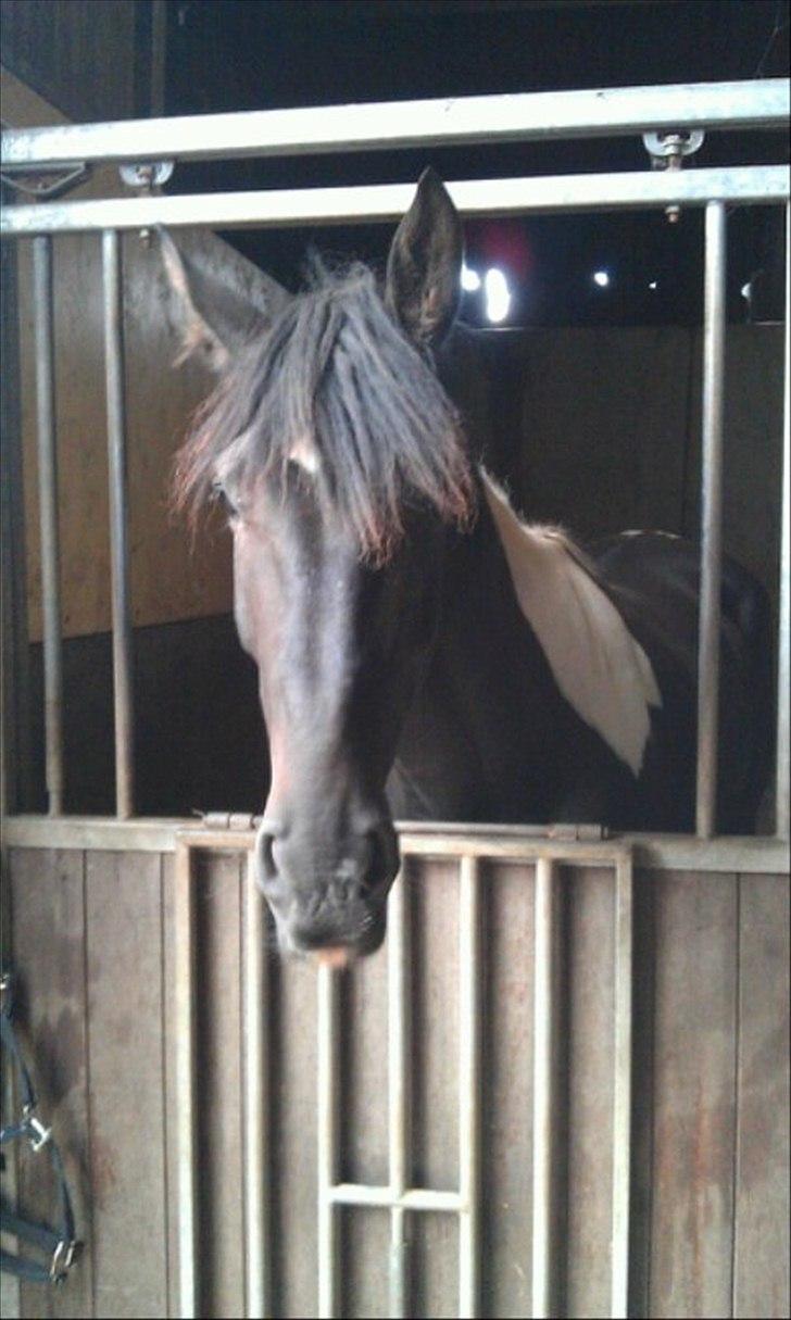 Pinto ludvig billede 12