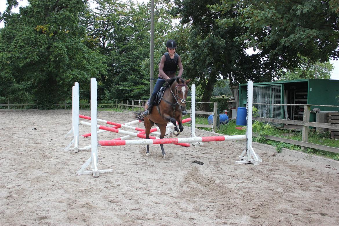 Welsh Pony af Cob-type (sec C) Daisy - Springundervisning 17/9 2011 - Foto: Sofie Olsen billede 13