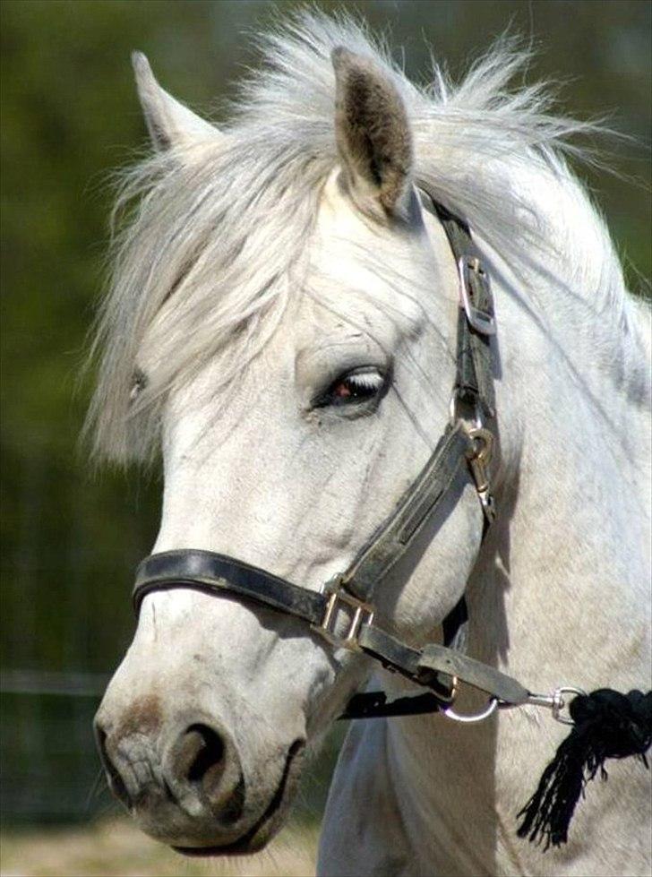 Anden særlig race Little Lipton McCartney alias Dudie - Man kan godt være lidt hingstet selvom man er træt  billede 2