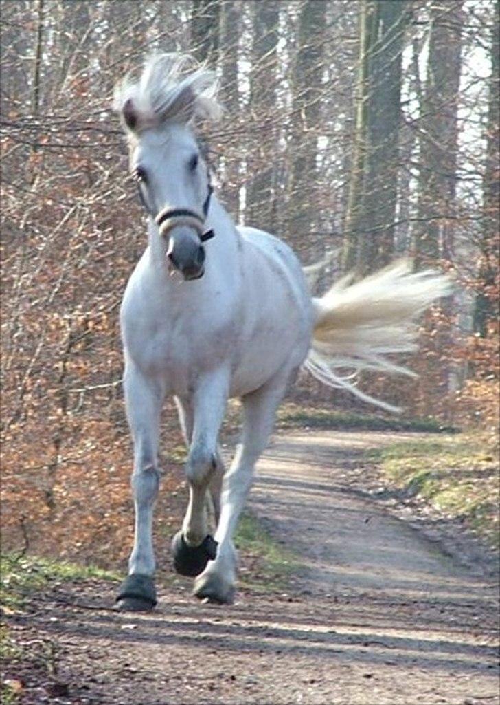 Anden særlig race Little Lipton McCartney alias Dudie - Endnu et minde fra en af vores utalige gåture billede 6