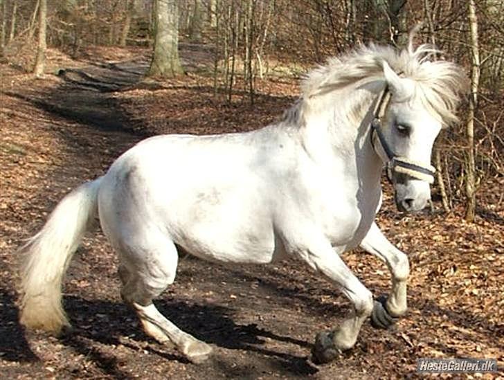 Anden særlig race Little Lipton McCartney alias Dudie - Typisk Dudie leg  på endnu en gåtur uden snor billede 10