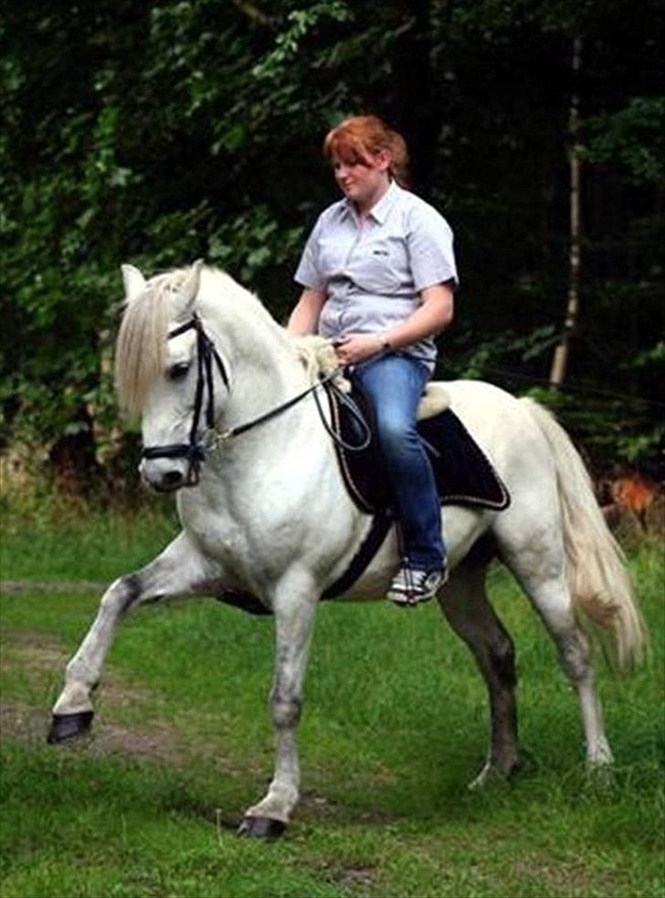 Anden særlig race Little Lipton McCartney alias Dudie - Start spankseskridt direkte fra parade billede 15