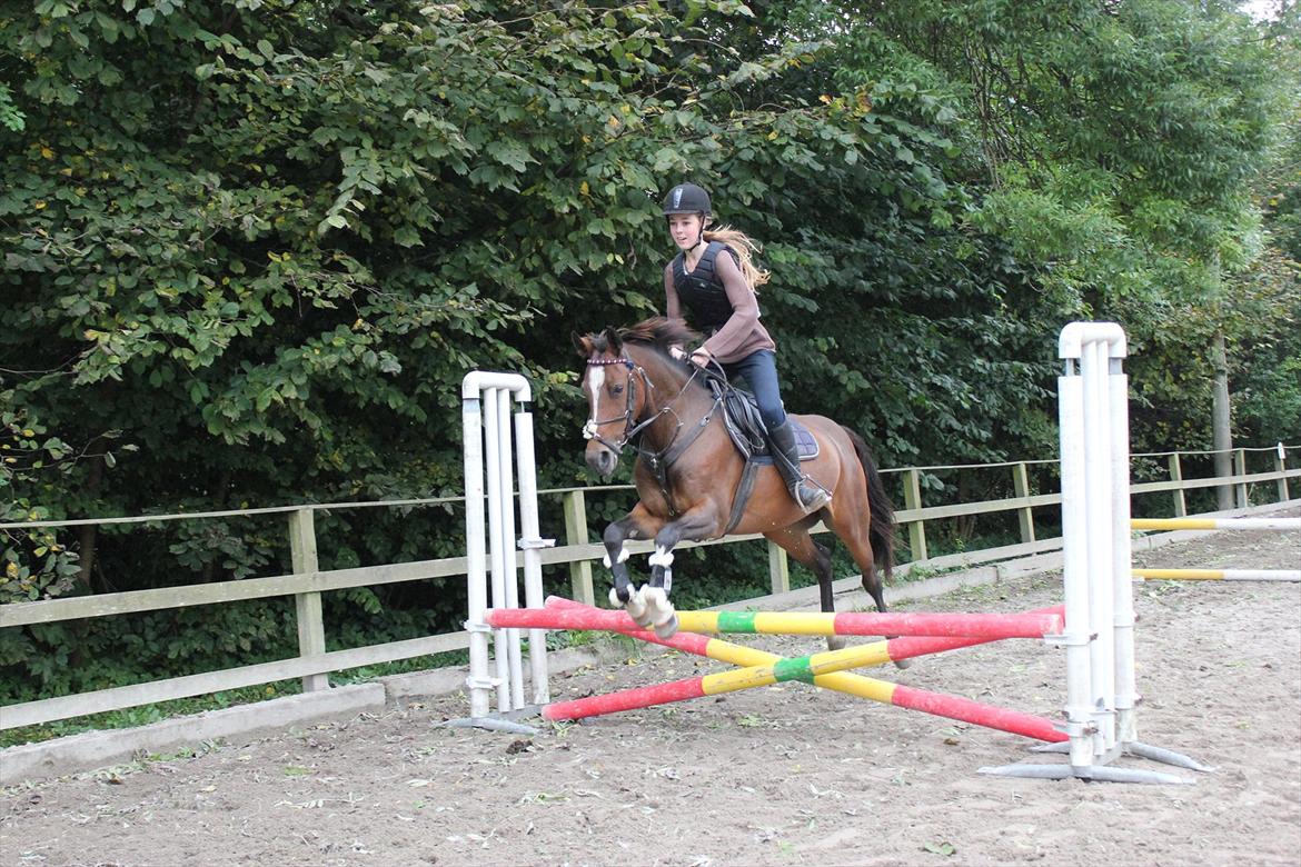 Welsh Pony af Cob-type (sec C) Daisy - Springundervisning 17/9 2011 - Foto: Sofie Olsen billede 15