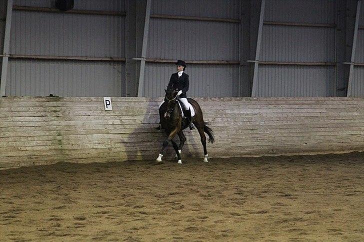 Dansk Varmblod May Landuc - MB0 RORK billede 12