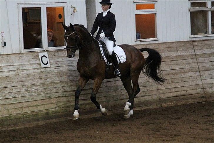 Dansk Varmblod May Landuc - MB0 RORK billede 20