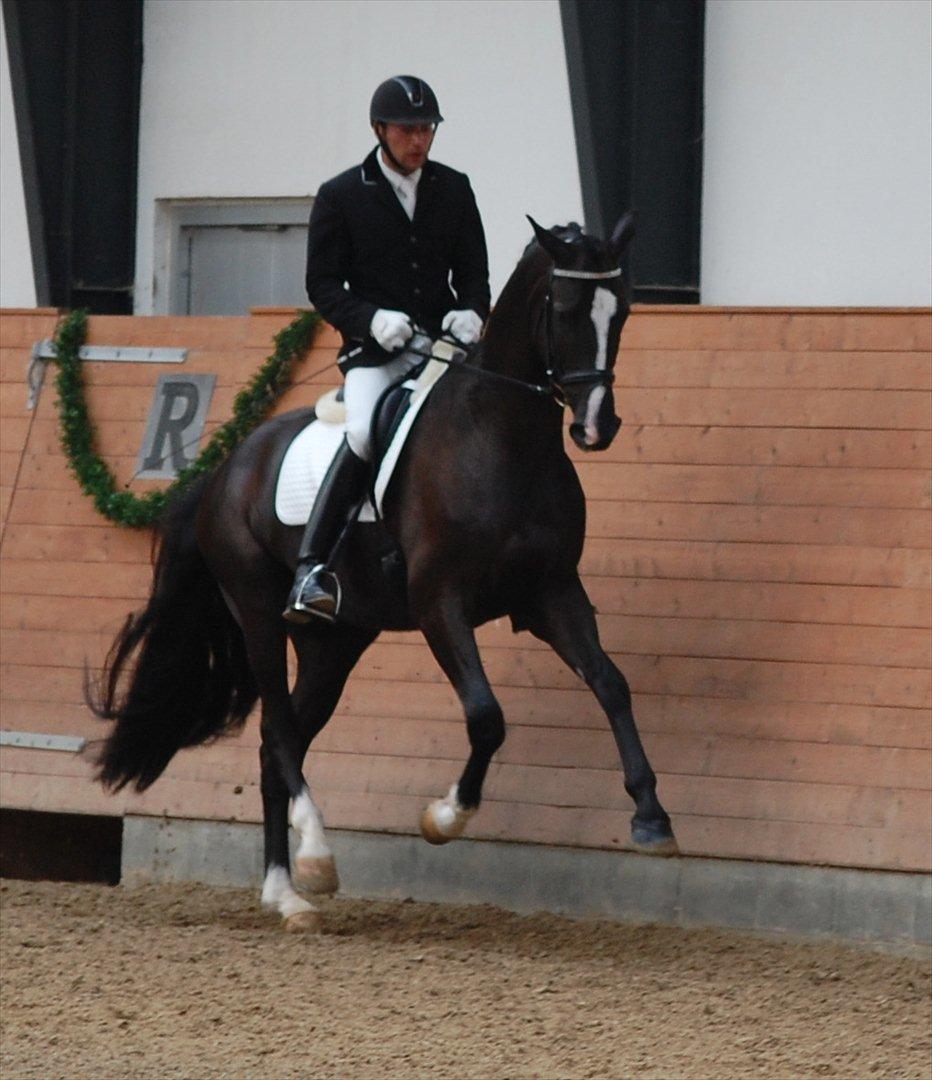 Dansk Varmblod De Negro-WI - Mellemrunde DSA 2011 billede 5