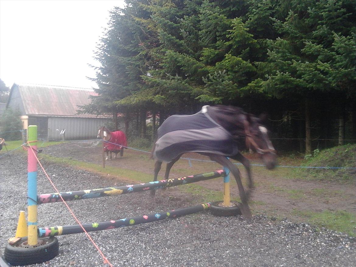 Anden særlig race Flemming - jo jo trav hesten kan godt hoppe lidt :) 70 cm anden gang hesten ser et spring :) billede 15