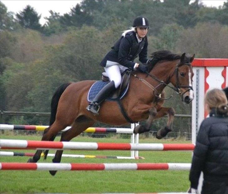 Anden særlig race Hildago *tidligere part* - Stævne. 80 cm billede 1