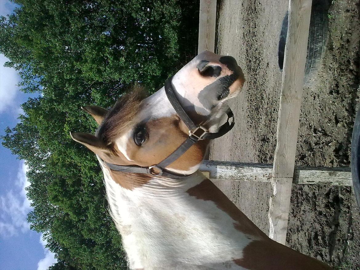 Anden særlig race Hedegårdens Savannah<3my soulmate<3I miss you babe - årrh.. skat <3 billede 5