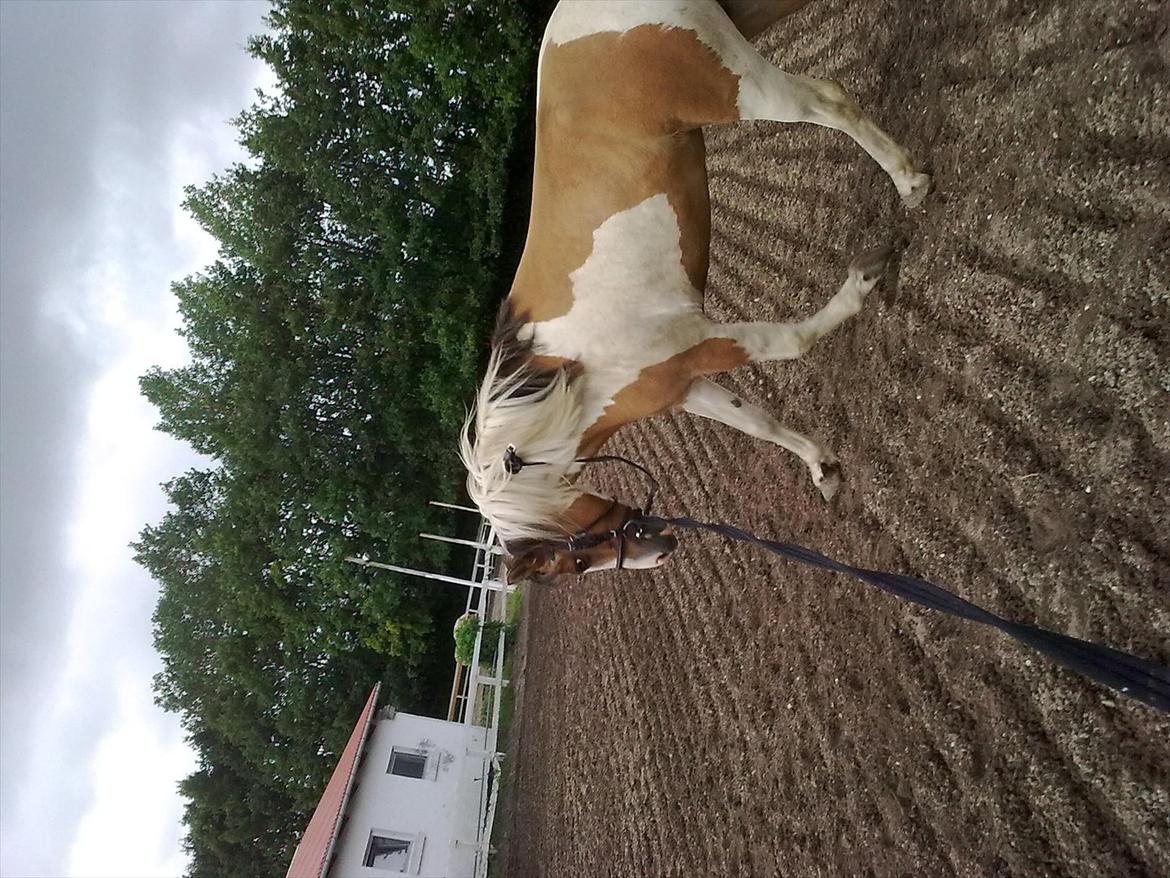 Anden særlig race Hedegårdens Savannah<3my soulmate<3I miss you babe - gider ikke mere!! ;D  billede 7