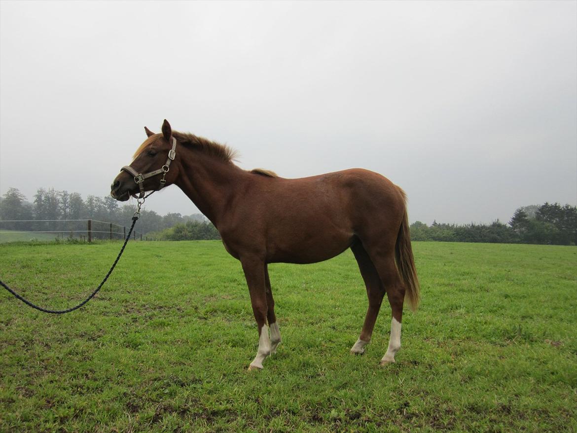 DSP Wiedekammens Annabella billede 1