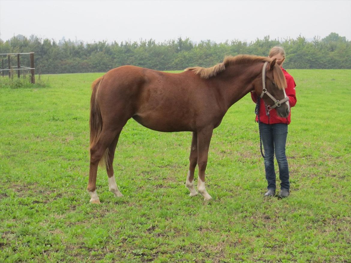 DSP Wiedekammens Annabella billede 2