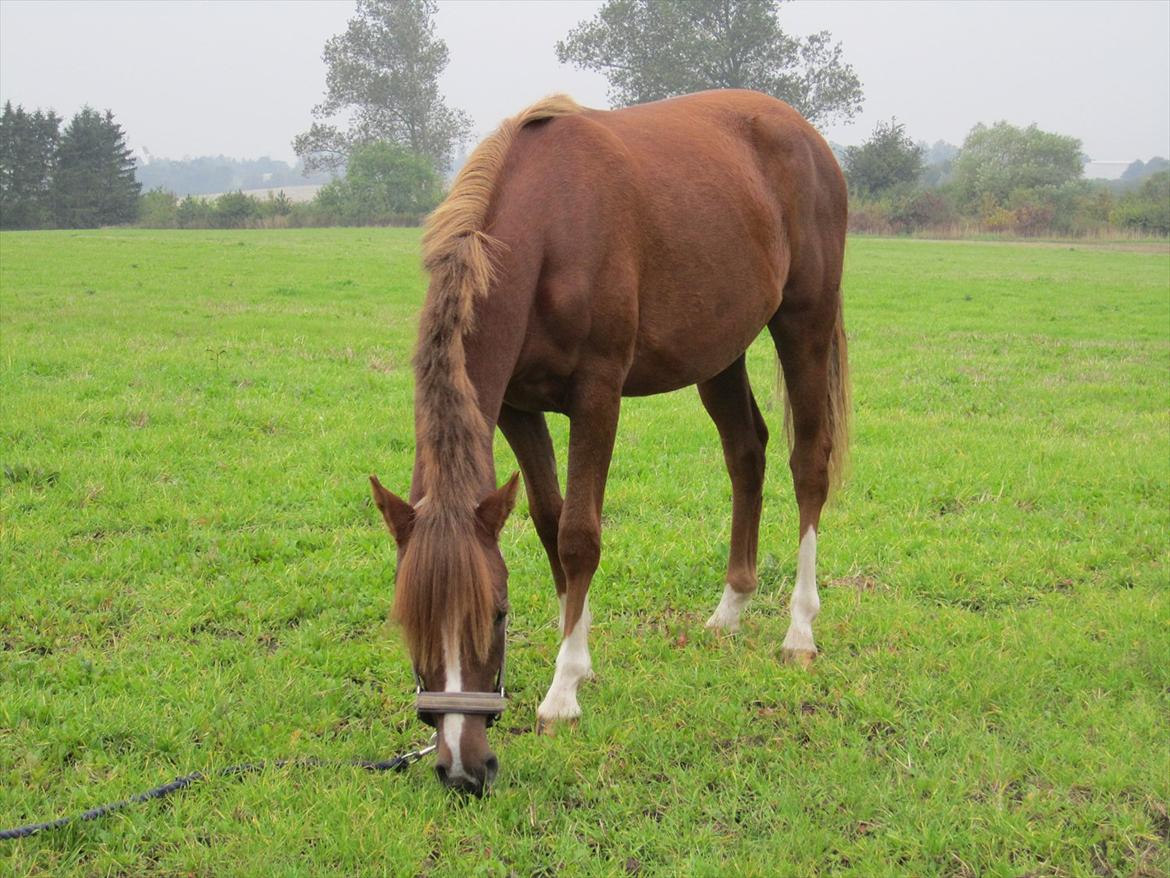 DSP Wiedekammens Annabella billede 3
