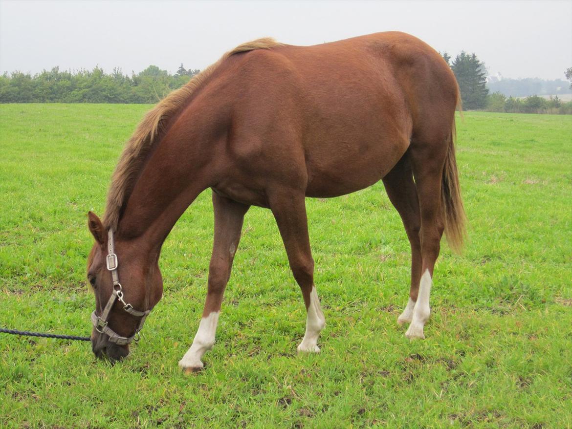 DSP Wiedekammens Annabella billede 4