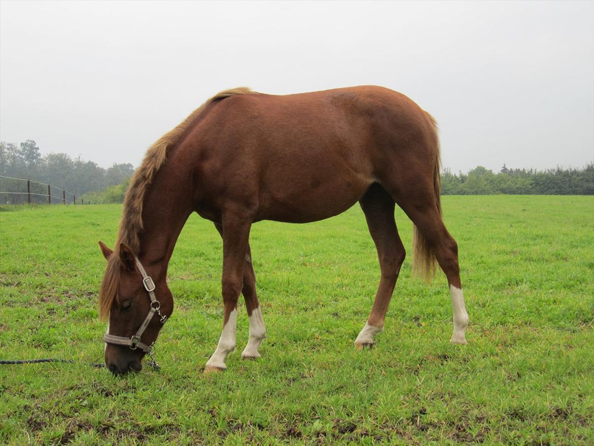 DSP Wiedekammens Annabella billede 5