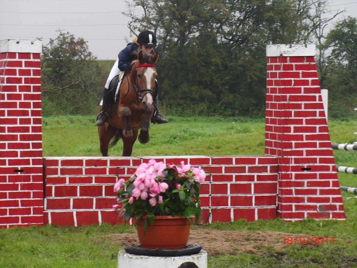 Appaloosa Rambo - <3 billede 9