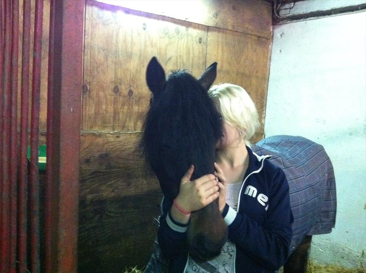 Welsh Cob (sec D) Claisson<3 (Solgt:''(( - I Love You! <3 billede 9