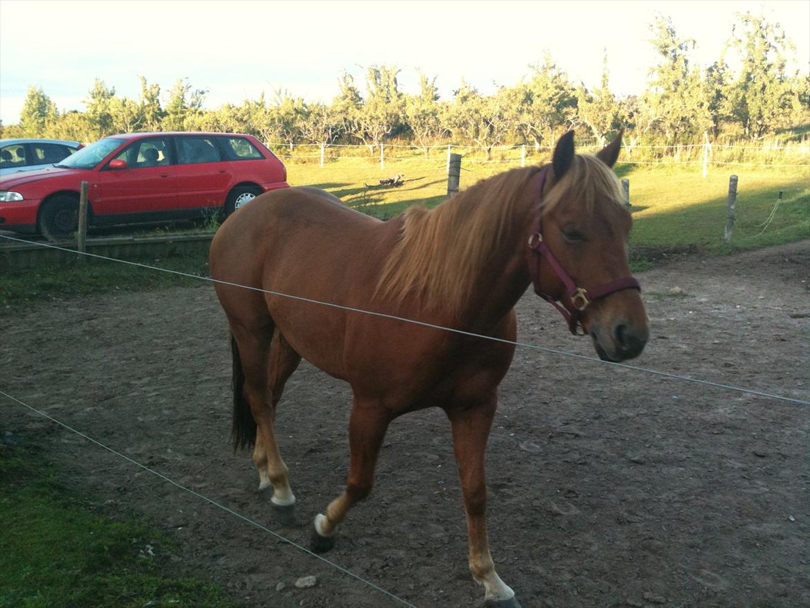 Quarter Are U Whiz Me - Orv, jeg har fået øje på køer......... billede 4