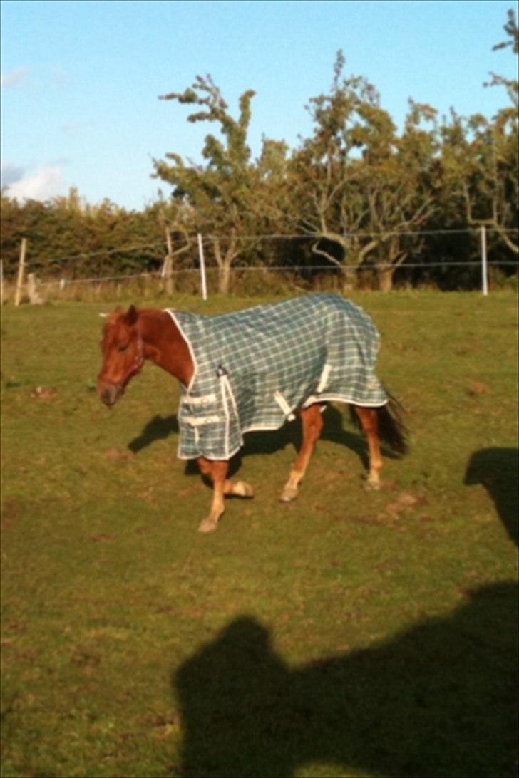 Quarter Are U Whiz Me - Se mit nye tøj billede 6