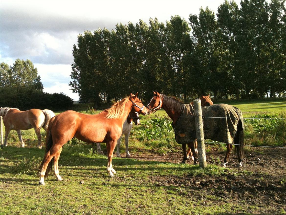 Quarter Are U Whiz Me - Hilser på mine nye venenr billede 7