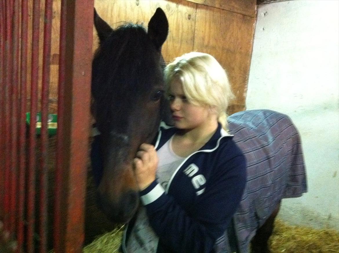 Welsh Cob (sec D) Claisson<3 (Solgt:''(( - Ikke andet end LOVE!! <3  billede 12