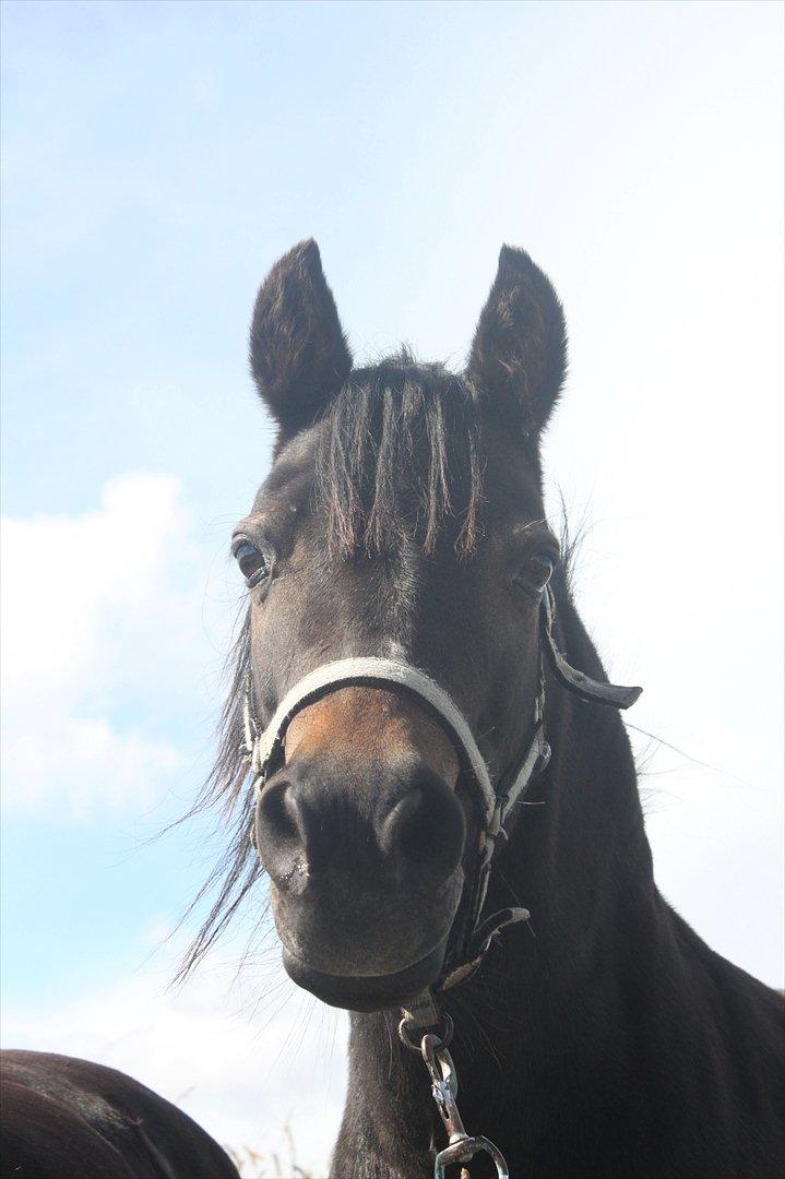 Welsh Pony (sec B) Kastania - Smukkesakken sommer 2011 <3 billede 2