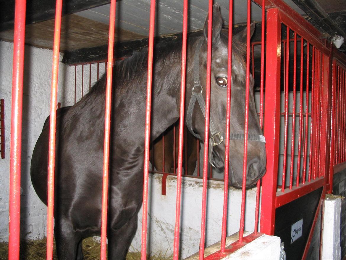 Dansk Varmblod Chaplin R.I.P billede 2