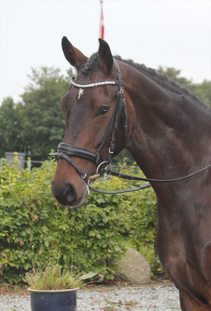 Dansk Varmblod Ullerups Krumme - I Nr. Hostrup. billede 2