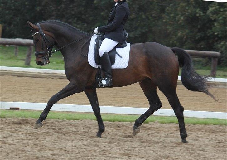 Dansk Varmblod Ullerups Krumme - Stævne i Hostrup. 68,97% La2 billede 8