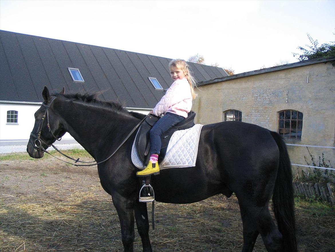 Dansk Varmblod Chaplin R.I.P billede 6