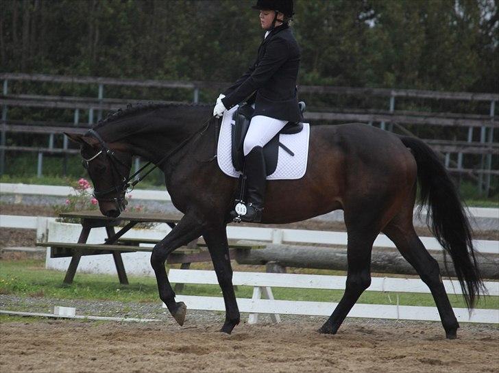 Dansk Varmblod Ullerups Krumme - Stævne i Nr. Hostrup. billede 6