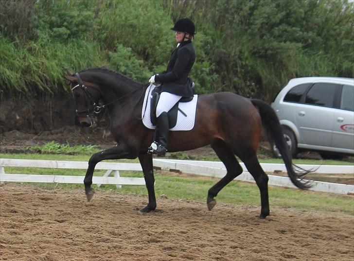 Dansk Varmblod Ullerups Krumme - Stævne i Hostrup. 68,97% La2 billede 7