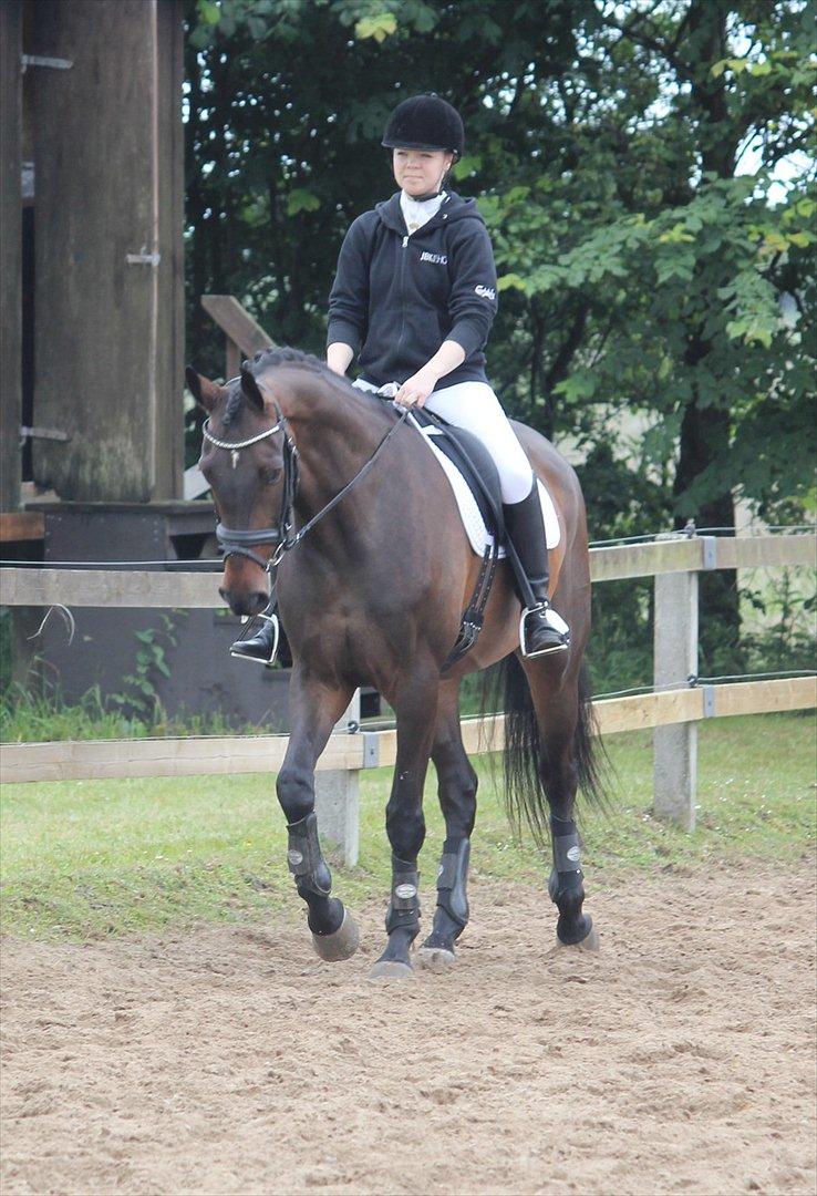 Dansk Varmblod Ullerups Krumme - Stævne i Tjæreborg.. billede 10