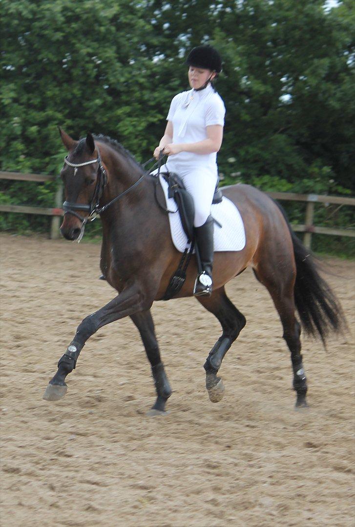 Dansk Varmblod Ullerups Krumme - Stævne i Tjæreborg.. billede 11