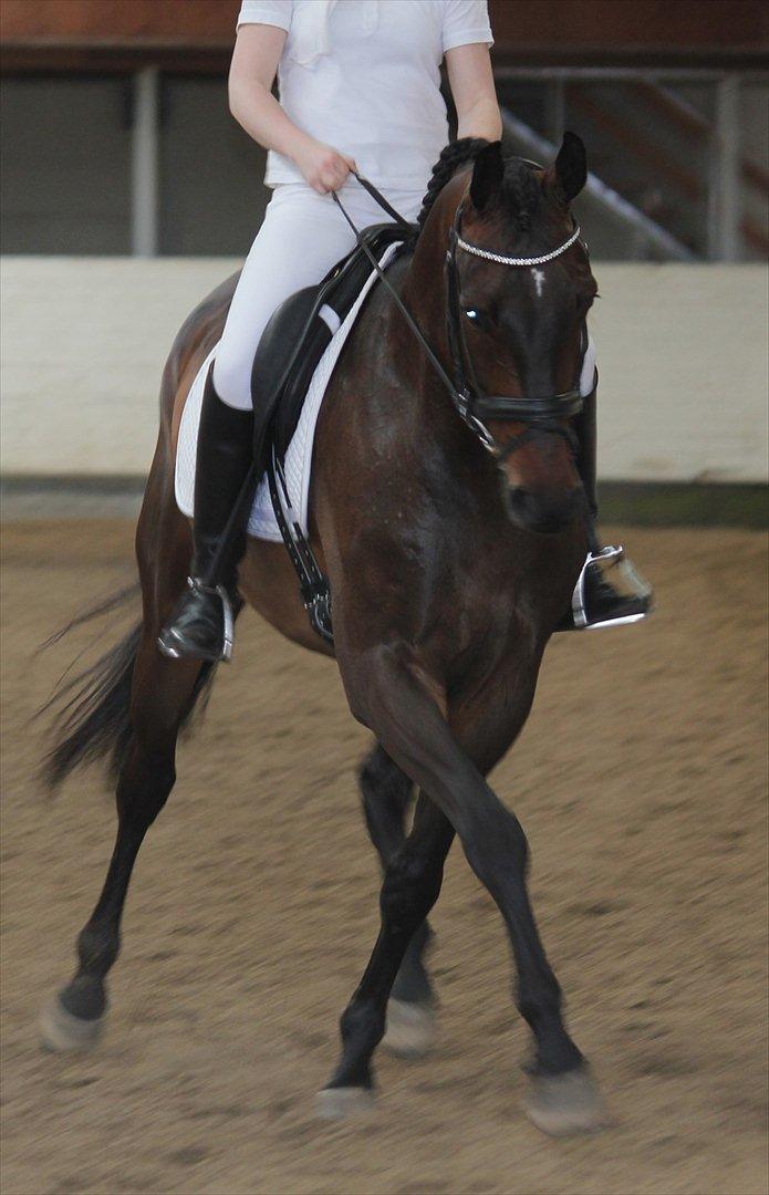 Dansk Varmblod Ullerups Krumme - Til stævne i Tjæreborg. billede 12
