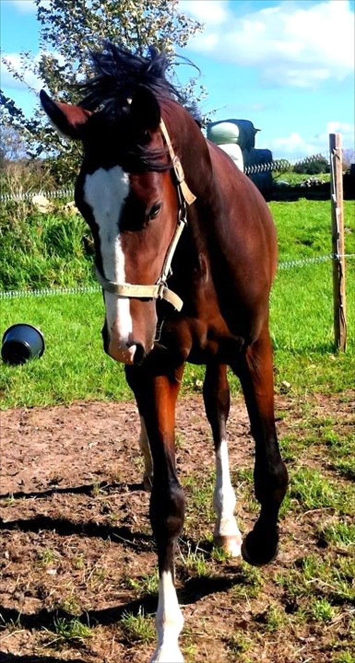 Anden særlig race Cosmo billede 7