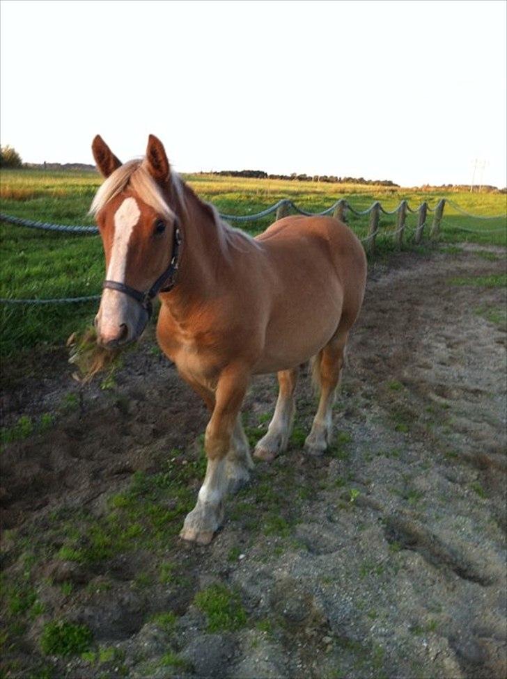 Schleswiger Emil - Aug. 2011 billede 2