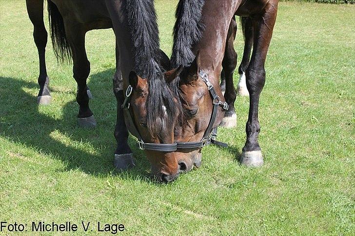 Dansk Varmblod Ullerups Krumme - Krumme og Kazar på besøg i baghaven.. ;D billede 4