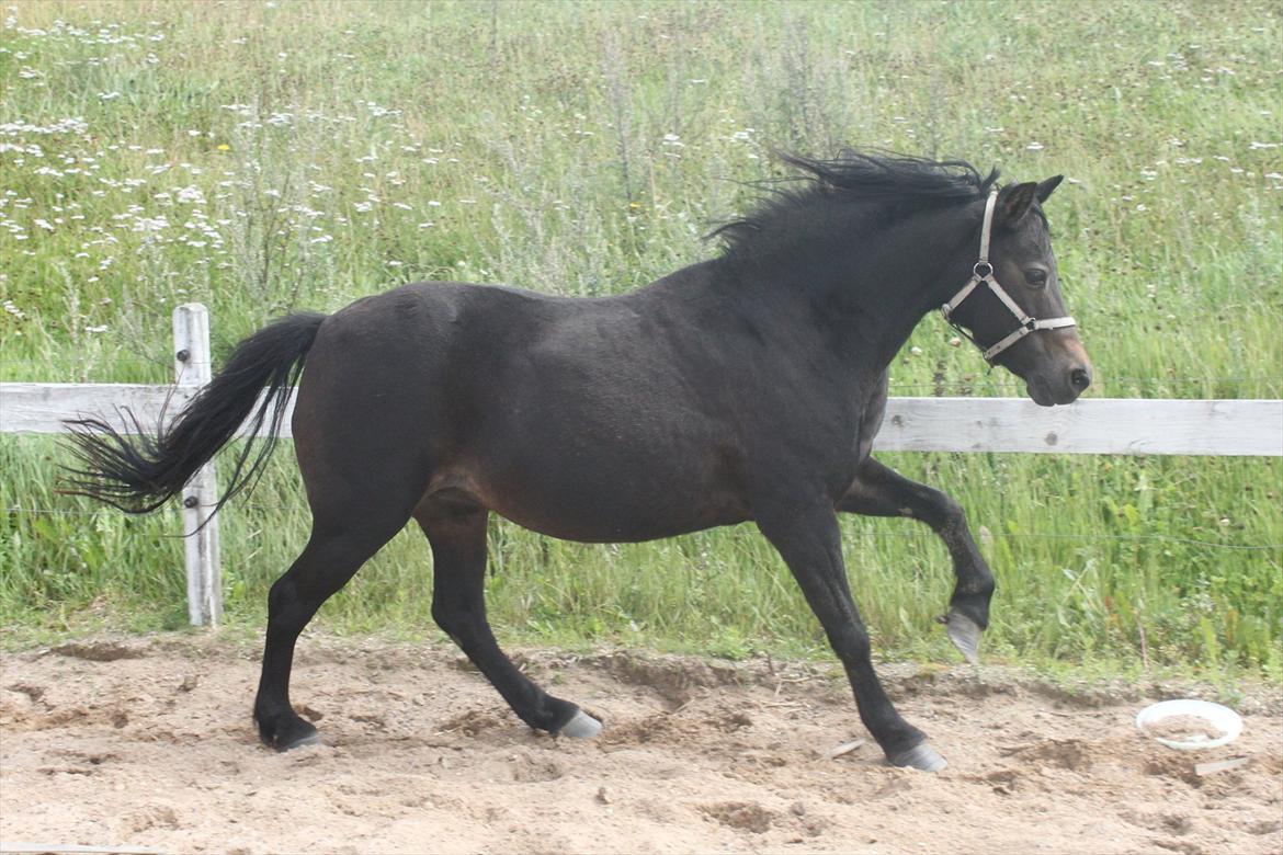 Welsh Pony (sec B) Kastania - Lææækre galop! Sommer 2011 :-* billede 19