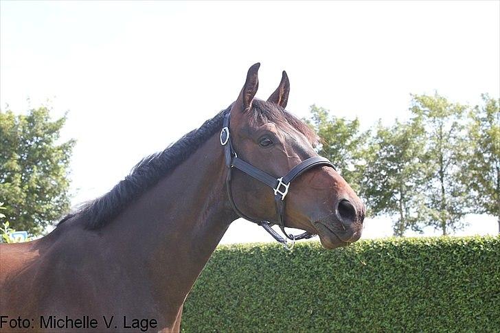 Dansk Varmblod Ullerups Krumme - Hjemme i baghaven på besøg.. billede 5